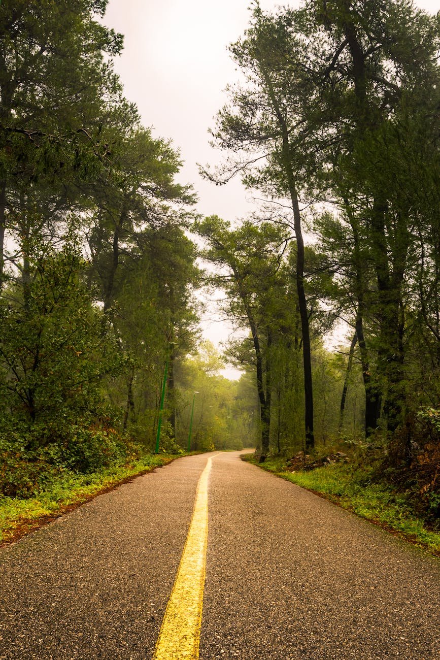 asphalt road between green trees in the forest